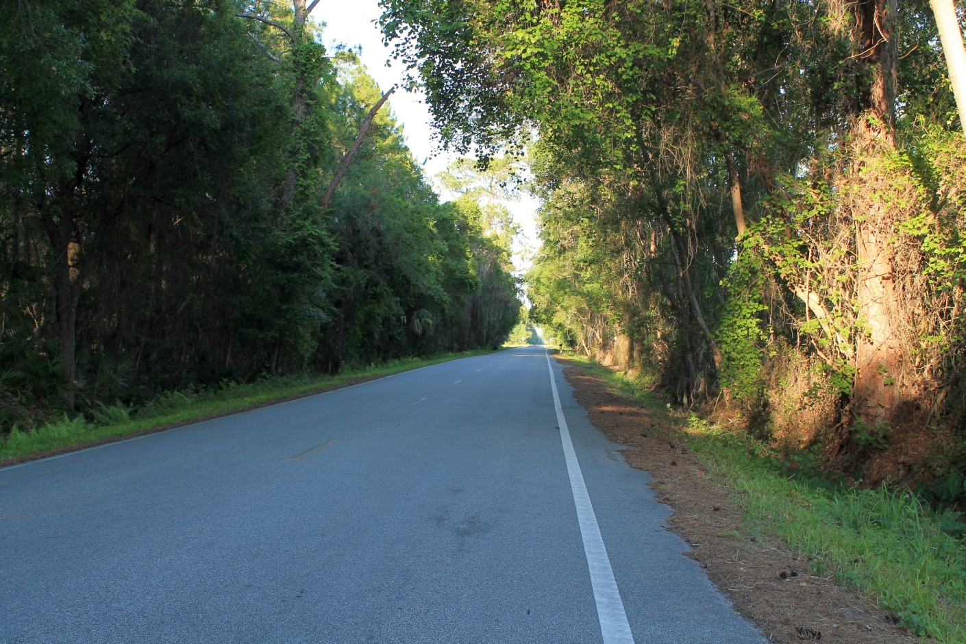 Scenic backroad Florida